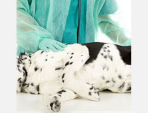 Why Does My Vet Insist My Pets Need An Exam?