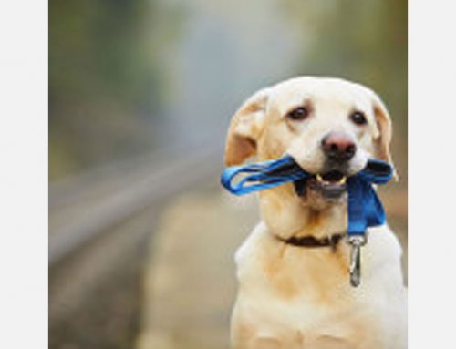 Does My Dog Really Need a Heartworm Test Every Year?