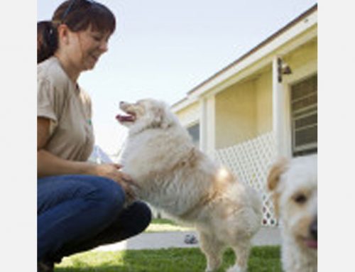 The Cost of Veterinary Care